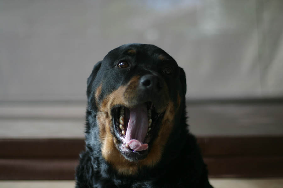 Taz yawning on the spa, tired of portraits (50mm, f/1.4, 1/640 sec) <!--107_0723.CRW-->